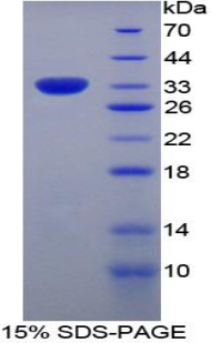 黏病毒耐药蛋白1(MX1)重组蛋白,Recombinant Myxovirus Resistance 1 (MX1)