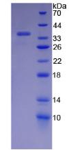 内质网核心信号1(ERN1)重组蛋白,Recombinant Endoplasmic Reticulum To Nucleus Signalling 1 (ERN1)