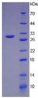 内凝集蛋白1(ITLN1)重组蛋白,Recombinant Intelectin 1 (ITLN1)