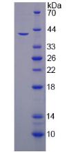 膜铁转运辅助蛋白(HEPH)重组蛋白,Recombinant Hephaestin (HEPH)