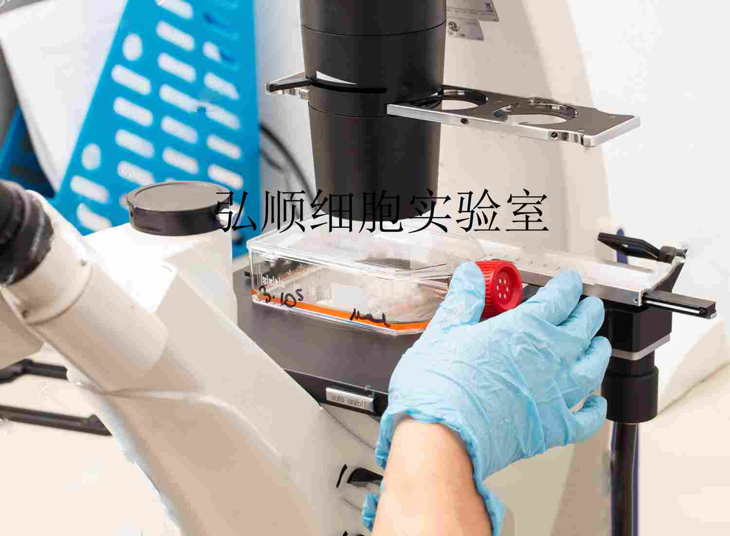 NCI-H2195 Cells|人肺癌贴壁细胞,NCI-H2195 Cell