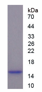 免疫球蛋白G1(IgG1)重组蛋白,Recombinant Immunoglobulin G1 (IgG1)