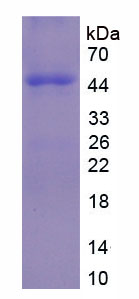 免疫球蛋白D(IgD)重組蛋白,Recombinant Immunoglobulin D (IgD)