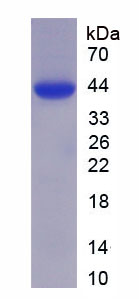 密封蛋白(OCLN)重组蛋白,Recombinant Occludin (OCLN)