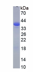 綠色熒光蛋白(GFP)重組蛋白,Recombinant Green Fluorescent Protein (GFP)