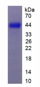 硫酸皮肤素差向异构酶(DSE)重组蛋白,Recombinant Dermatan Sulfate Epimerase (DSE)