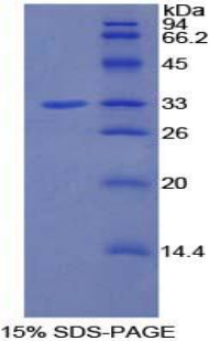 磷酸肌醇-3-激酶衔接蛋白1(PIK3AP1)重组蛋白,Recombinant Phosphoinositide-3-Kinase Adaptor Protein 1 (PIK3AP1)