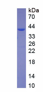 磷酸二酯酶5A(PDE5A)重组蛋白,Recombinant Phosphodiesterase 5A, cGMP Specific (PDE5A)