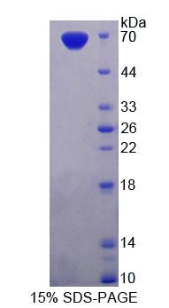 磷酸二酯酶3A(PDE3A)重组蛋白,Recombinant Phosphodiesterase 3A, cGMP Inhibited (PDE3A)