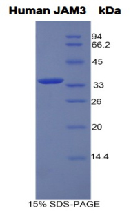 連接附著分子3(JAM3)重組蛋白,Recombinant Junctional Adhesion Molecule 3 (JAM3)