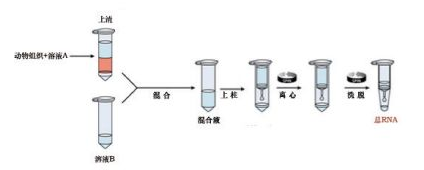 柱式G+细菌RNAout