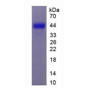 硫酸软骨素蛋白多糖5(CSPG5)重组蛋白