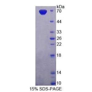 磷酸二酯酶3A(PDE3A)重组蛋白,Recombinant Phosphodiesterase 3A, cGMP Inhibited (PDE3A)