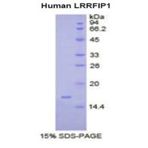 亮氨酸丰富重复FLII相互作用蛋白1(LRRFIP1)重组蛋白