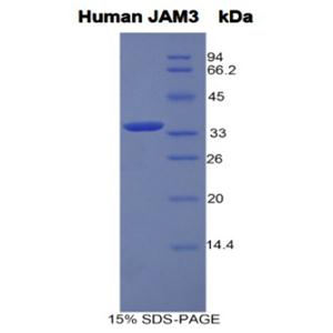 连接附着分子3(JAM3)重组蛋白