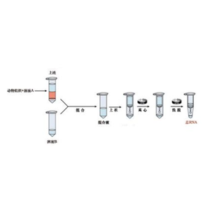 mRNA 纯化试剂盒,mRNA Isolation Kit