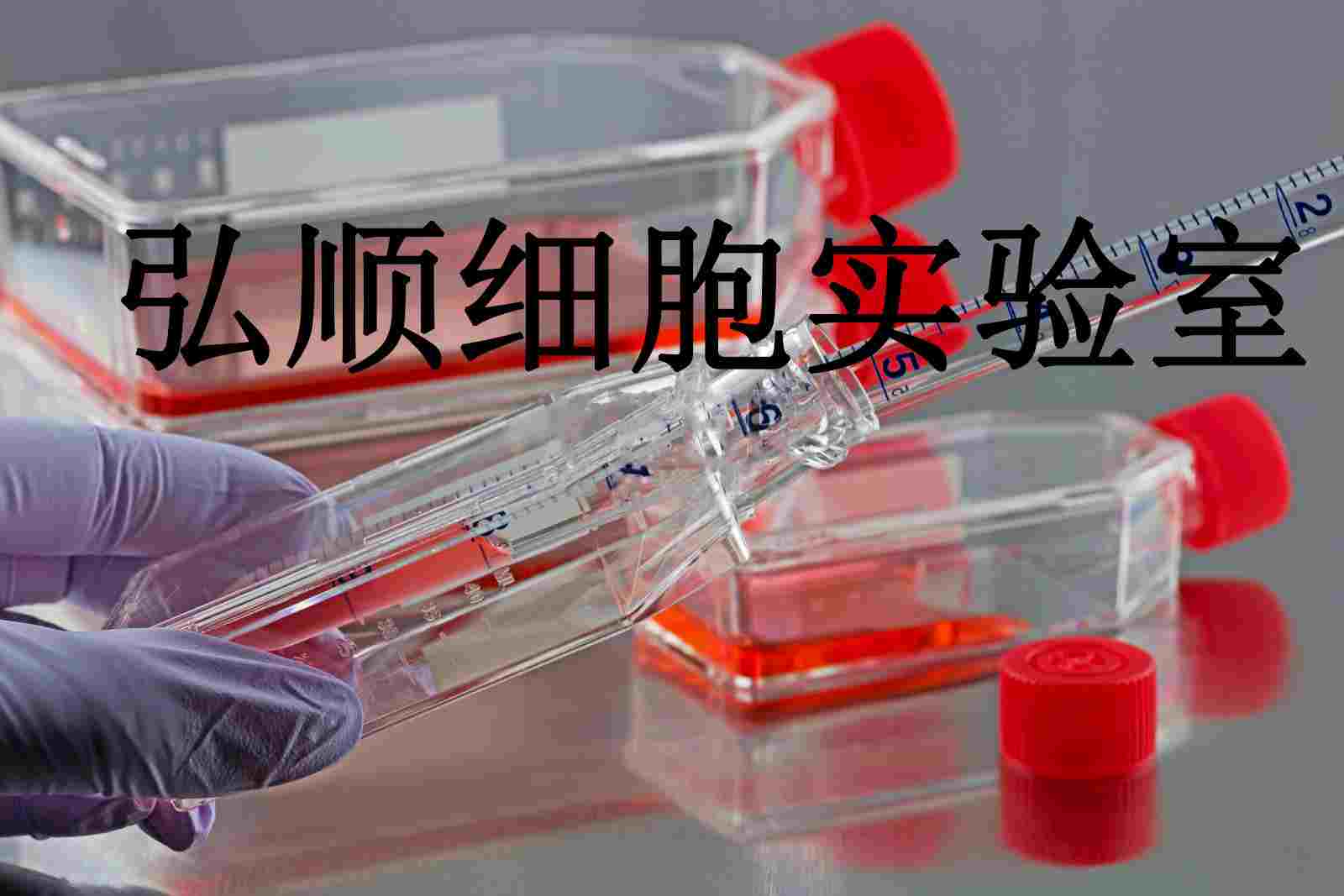 CTLA4 Ig-24中国仓鼠卵巢贴壁细胞系,CTLA4 Ig-24