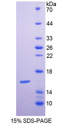 粒钙蛋白(GCA)重组蛋白,Recombinant Grancalcin (GCA)