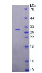 跨膜蛋白173(TMEM173)重组蛋白,Recombinant Transmembrane Protein 173 (TMEM173)