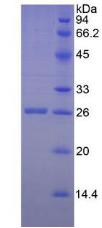 顆粒酶M(GZMM)重組蛋白,Recombinant Granzyme M (GZMM)