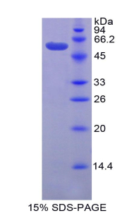 颗粒酶D(GZMD)重组蛋白,Recombinant Granzyme D (GZMD)