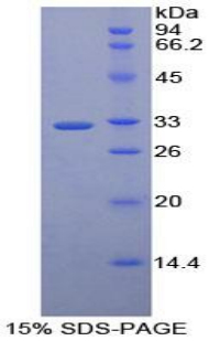 巨噬细胞幼红细胞黏附蛋白(MAEA)重组蛋白,Recombinant Macrophage Erythroblast Attacher (MAEA)