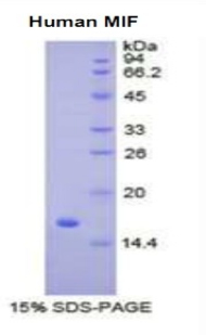 巨噬细胞移动抑制因子(MIF)重组蛋白,Recombinant Macrophage Migration Inhibitory Factor (MIF)