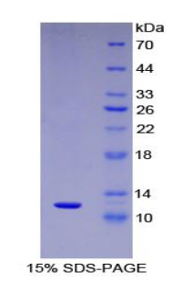 巨噬细胞炎性蛋白5(MIP5)重组蛋白,Recombinant Macrophage Inflammatory Protein 5 (MIP5)