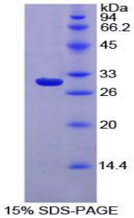 巨噬细胞表达基因1蛋白(MPG1)重组蛋白,Recombinant Macrophage Expressed Gene 1 Protein (MPG1)