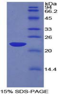 晶状体上皮源性生长因子(LEDGF)重组蛋白,Recombinant Lens Epithelium Derived Growth Factor (LEDGF)