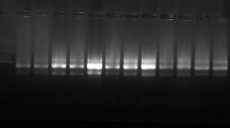 丝状真菌线粒体DNAout,Filamentous Fungal Mitochondrial DNAout