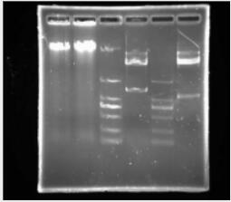 Agarose Gel Loading Buffer-Glycerol/Single Red（甘油型單紅色DNA上樣液），6×,DNAON