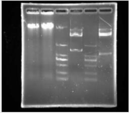 DNA电泳分子量标准A（50-500bp）