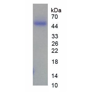 利钠肽受体1(NPR1)重组蛋白,Recombinant Natriuretic Peptide Receptor 1 (NPR1)