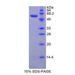 颗粒酶D(GZMD)重组蛋白,Recombinant Granzyme D (GZMD)