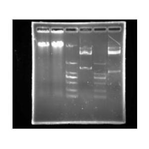 DNA电泳分子量标准R（100-2000bp，又名DNA Marker DL2000）,DNAMETER