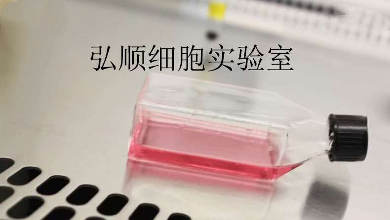 IEC-6大鼠小肠隐窝上皮贴壁细胞系,IEC-6