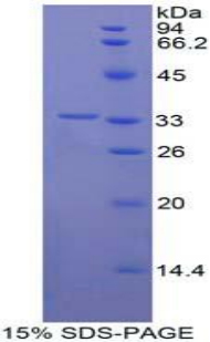 接触蛋白1(CNTN1)重组蛋白,Recombinant Contactin 1 (CNTN1)