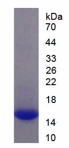 角蛋白81(KRT81)重组蛋白,Recombinant Keratin 81 (KRT81)