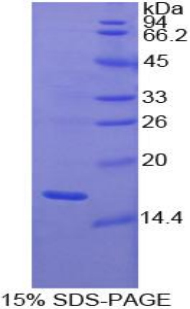 胶质细胞系来源神经营养因子(GDNF)重组蛋白,Recombinant Glial Cell Line Derived Neurotrophic Factor (GDNF)