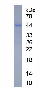 堿性唾液脯氨酸豐富蛋白1(PRB1)重組蛋白,Recombinant Basic Salivary Proline Rich Protein 1 (PRB1)