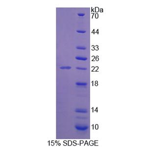 接触蛋白2(CNTN2)重组蛋白,Recombinant Contactin 2 (CNTN2)