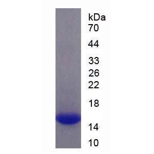 角蛋白81(KRT81)重组蛋白