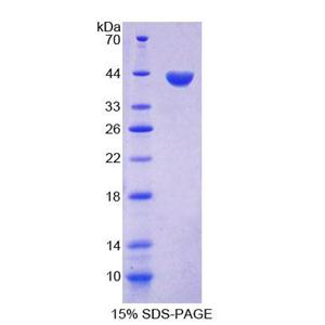 角蛋白33A(KRT33A)重组蛋白