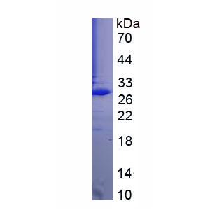 胶乳素(LXN)重组蛋白