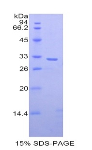 加溶金屬蛋白酶1(MP1)重組蛋白,Recombinant Pitrilysin Metalloproteinase 1 (MP1)