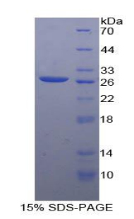 脊髓灰质炎病毒受体相关分子1(PVRL1)重组蛋白,Recombinant Poliovirus Receptor Related Protein 1 (PVRL1)