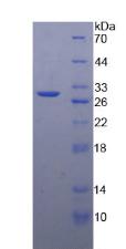 基質(zhì)金屬蛋白酶24(MMP24)重組蛋白,ecombinant Matrix Metalloproteinase 24 (MMP24)