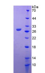 基質(zhì)金屬蛋白酶14(MMP14)重組蛋白,Recombinant Matrix Metalloproteinase 14 (MMP14)