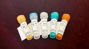 PCR法DNA探针地高辛标记试剂盒,PCR DNA Probe Labeling Kit